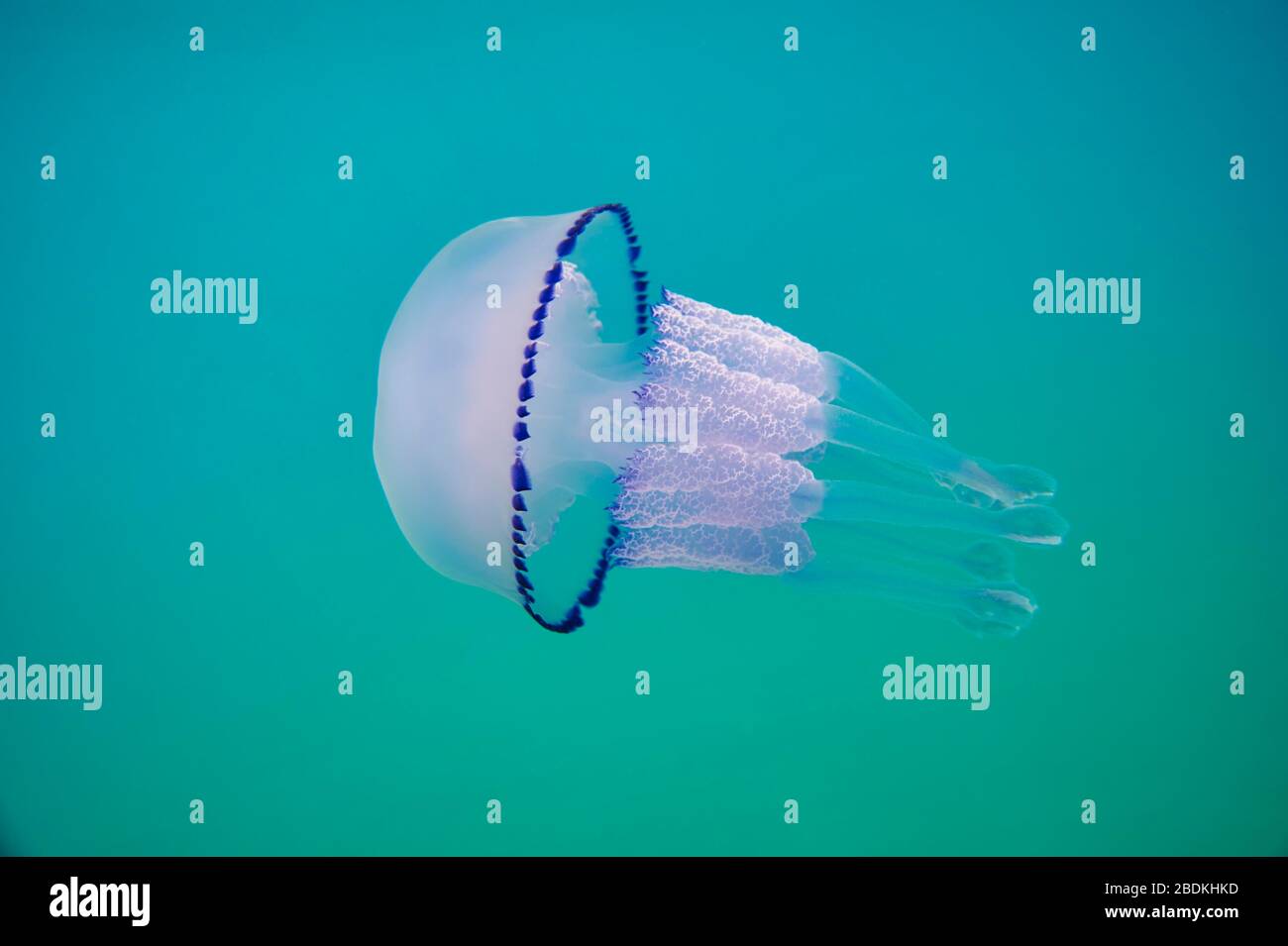 Pesce gelsomino con coperchio a damiera (Rhizostoma pulmo), Catalogna, Spagna Foto Stock