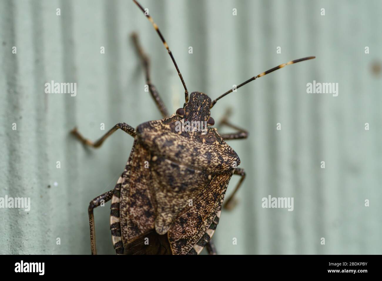 Brown Marmorated Stink Bug in Springtime Foto Stock