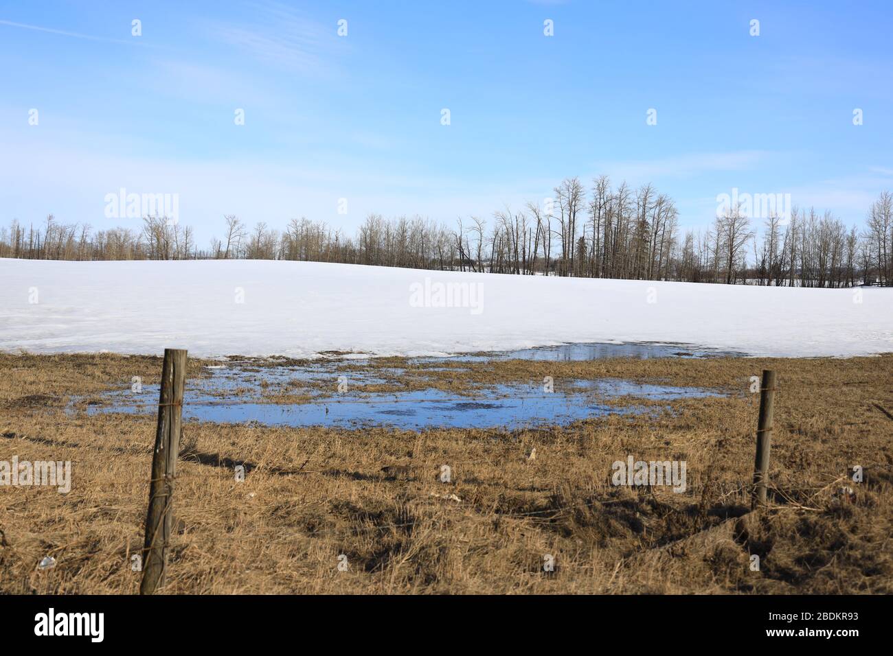 Primavera nel cervo rosso, Alberta durante la crisi di Coronavirus, aprile 2020 Foto Stock
