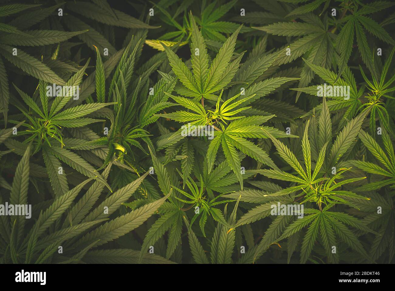 Foto overhead a cornice completa di foglietti di Cannabis Medica Foto Stock