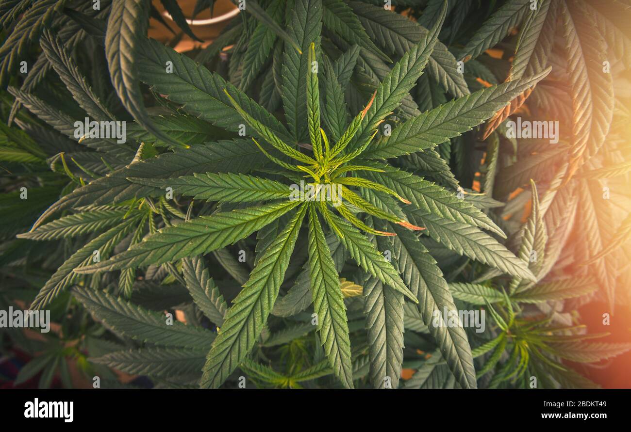 Foto overhead a cornice completa di foglietti di Cannabis Medica Foto Stock