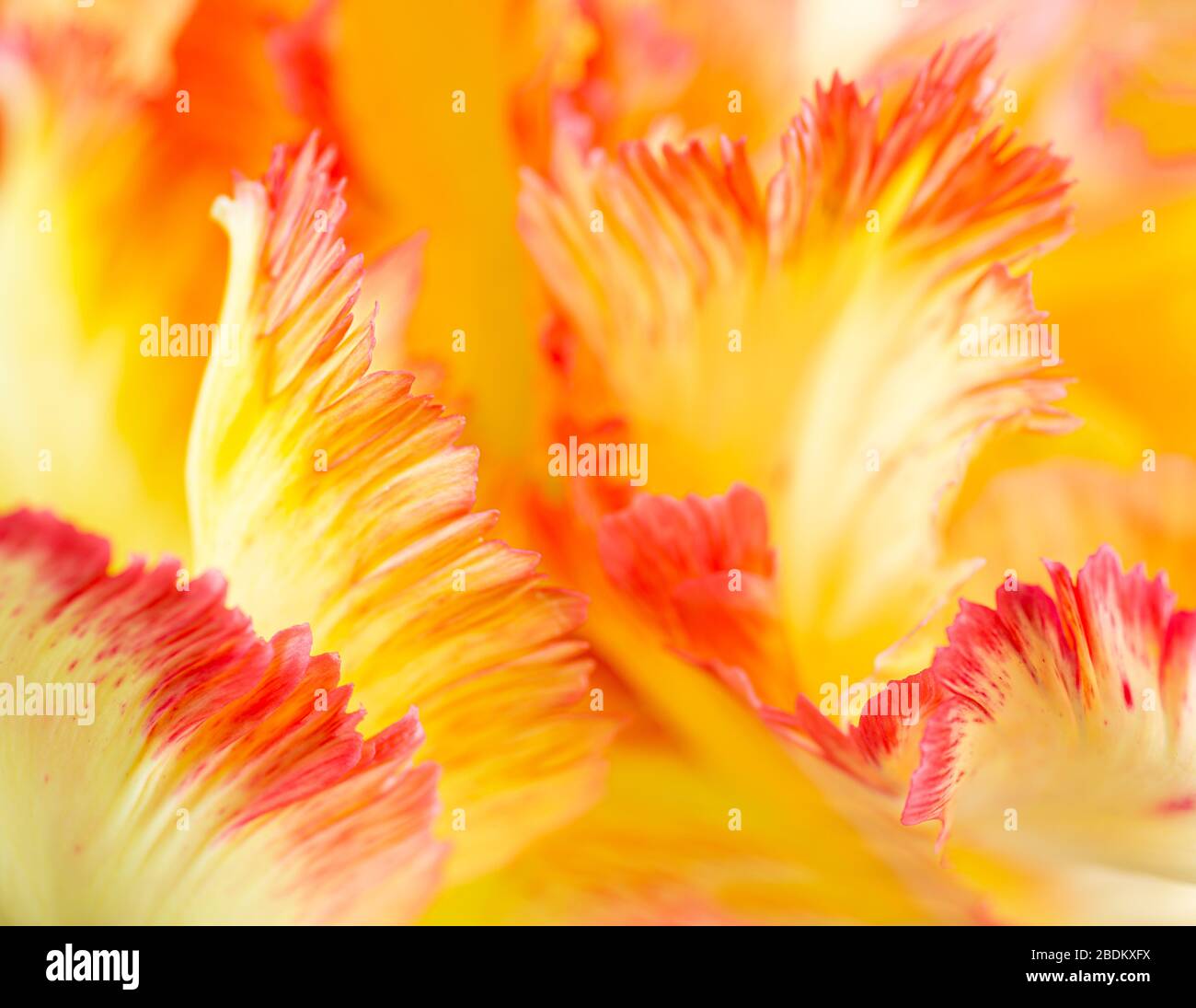Primo piano di petali di tulipano frangiato in giardino nel centro della Virginia in primavera. Foto Stock