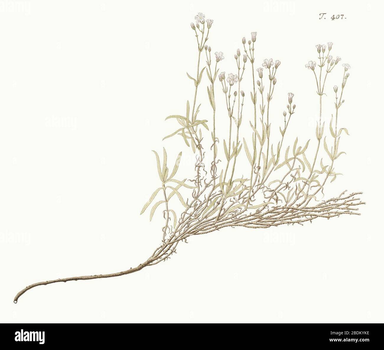 Gipsofila Repens - Florae Austriacae - vol. 5 - t. 407. Foto Stock