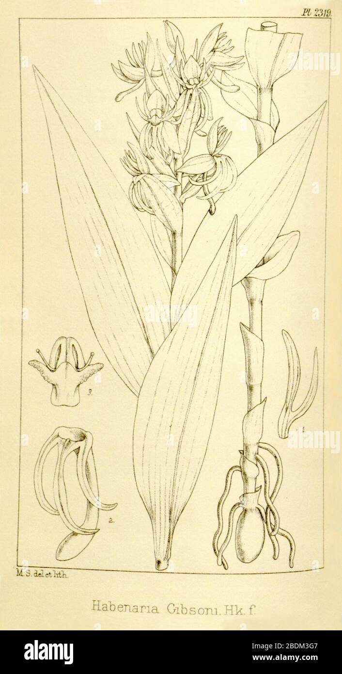 Habenaria foliosa (come Habenaria gibsonii, scritto Habenaria gibsoni) - Hooker's Icones Plantarum vol. 24 pl. 2319 (1896). Foto Stock