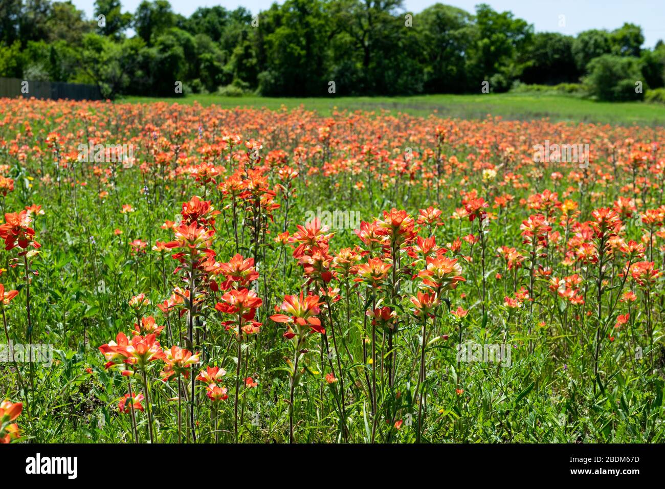 Campo coperto di fiori colorati, rossi e gialli Indiani Paintbrush in piena fioritura in un pomeriggio di primavera soleggiato con una coperta di fiori e alberi in t Foto Stock