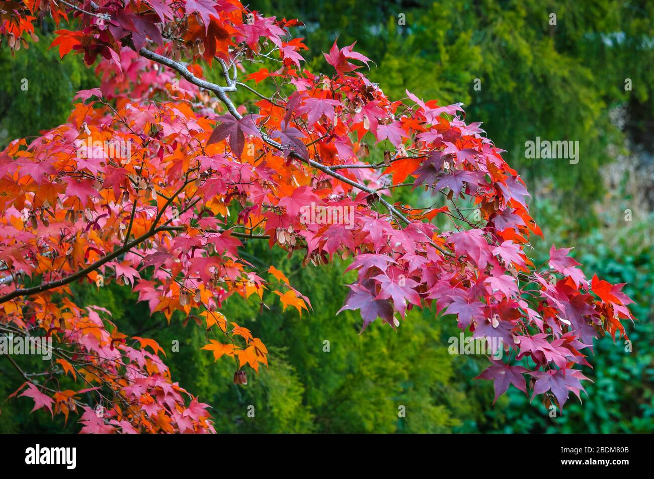 Splendidi colori autunnali in contrasto con i lussureggianti giardini della foresta temperata a Daylesford in Victoria, Australia. Foto Stock