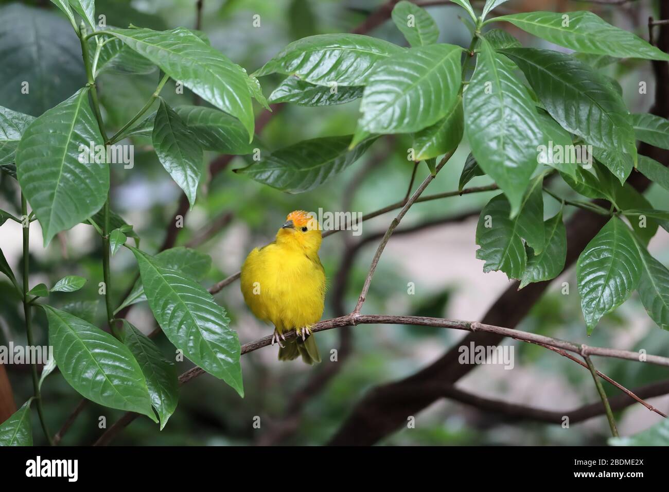 Primo piano di un uccello di canto giallo seduto su un ramo in un albero tropicale. Foto Stock