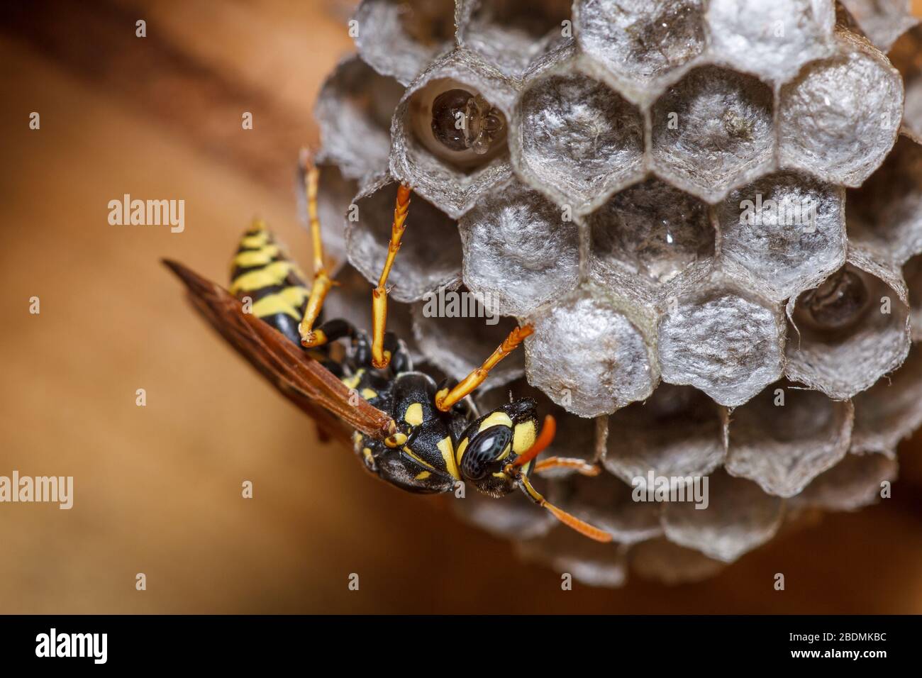 Haus-Feldwespe (Polistes dominula) o Gallische Feldwespe Foto Stock