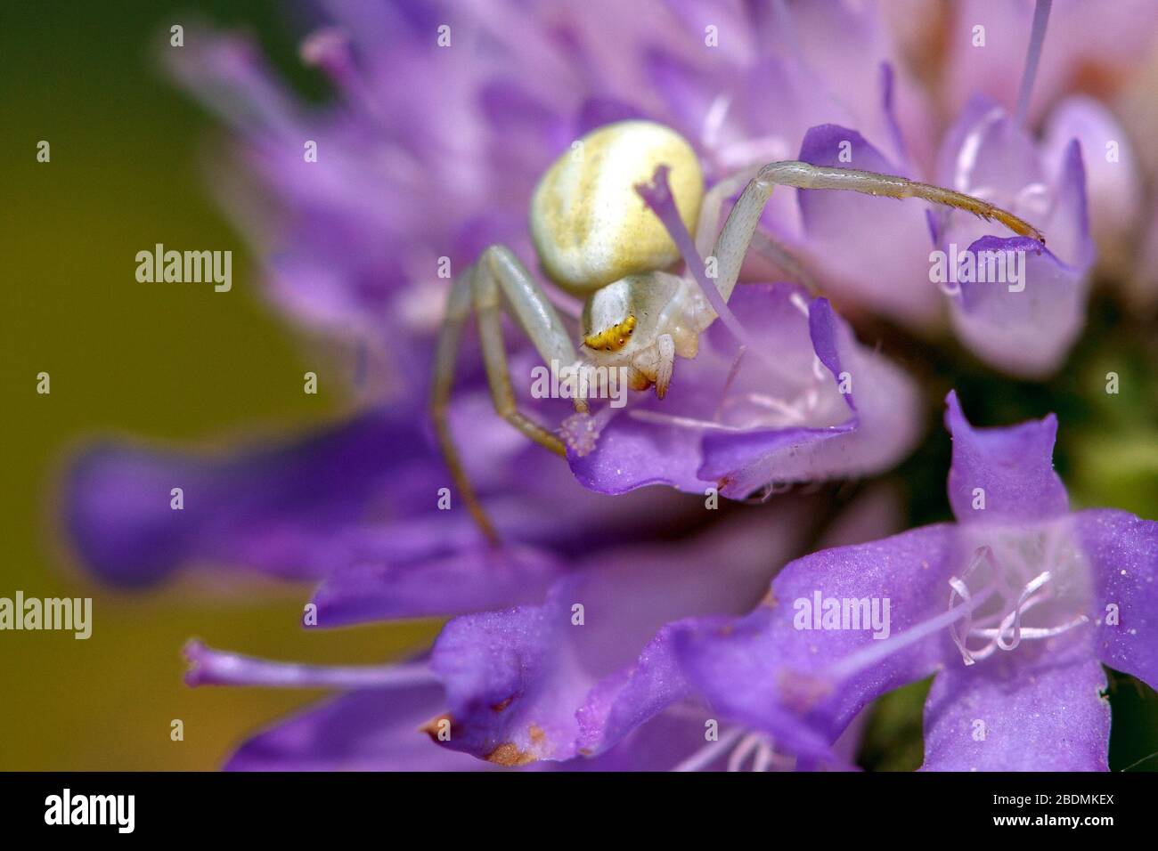 Veränderliche Krabbenspinne (Misumena vatia) Foto Stock