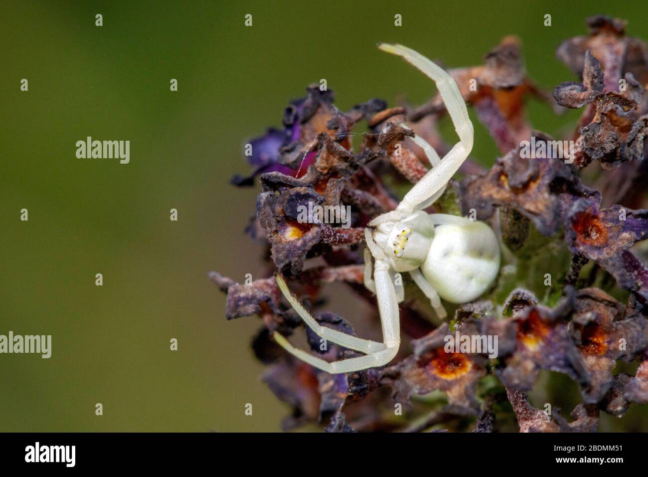 Veränderliche Krabbenspinne (Misumena vatia) Foto Stock