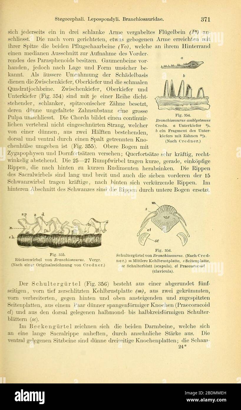 Handbuch der Palæontologie (pagina 371) Foto Stock