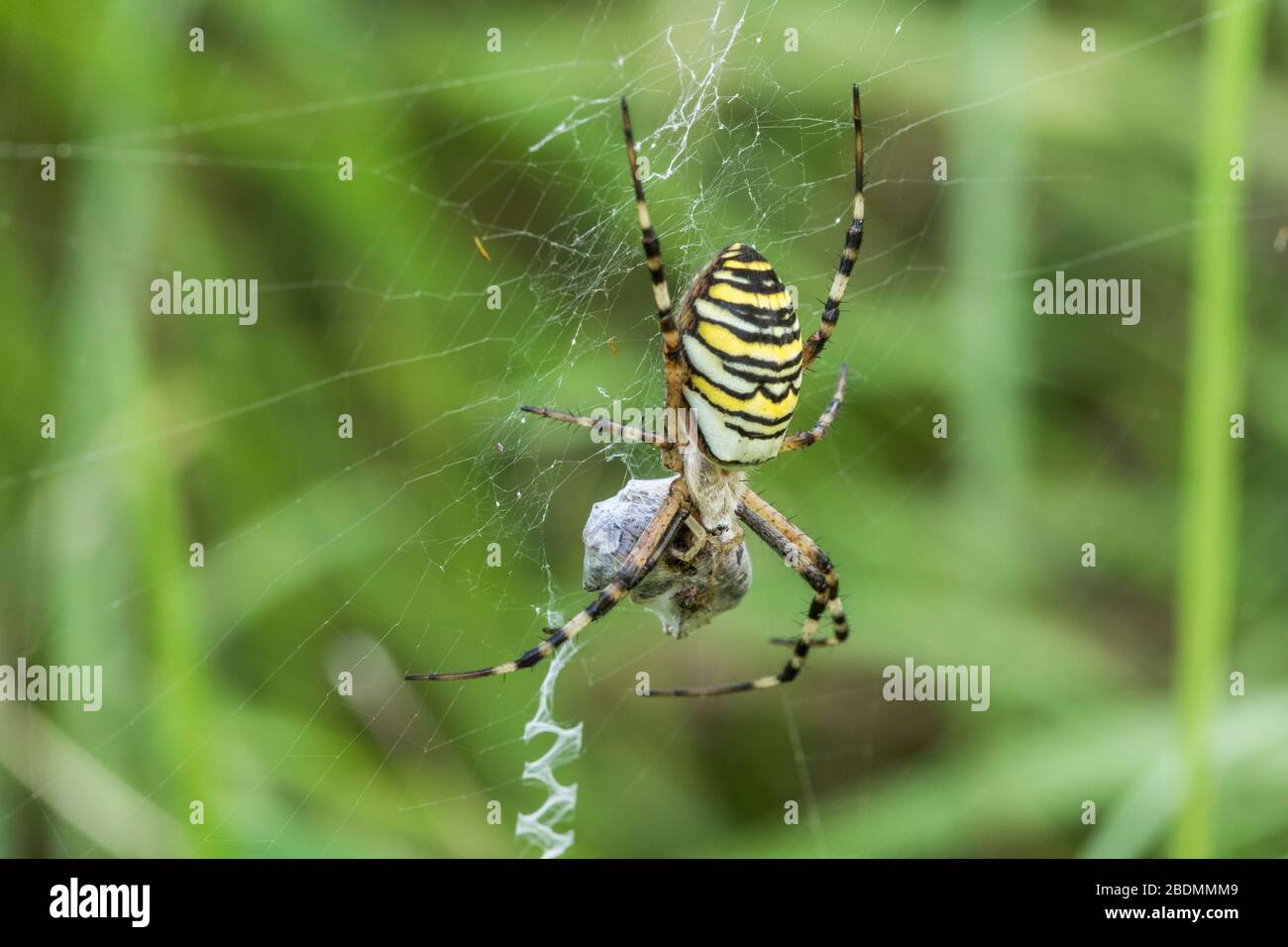 Wespenspinne (Argiope bruennichii) mit Beute Foto Stock