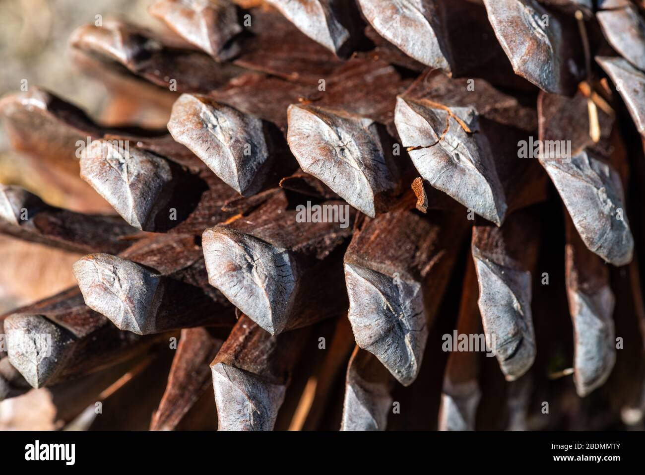 Primo piano cono di pino, sfondo della natura Foto Stock