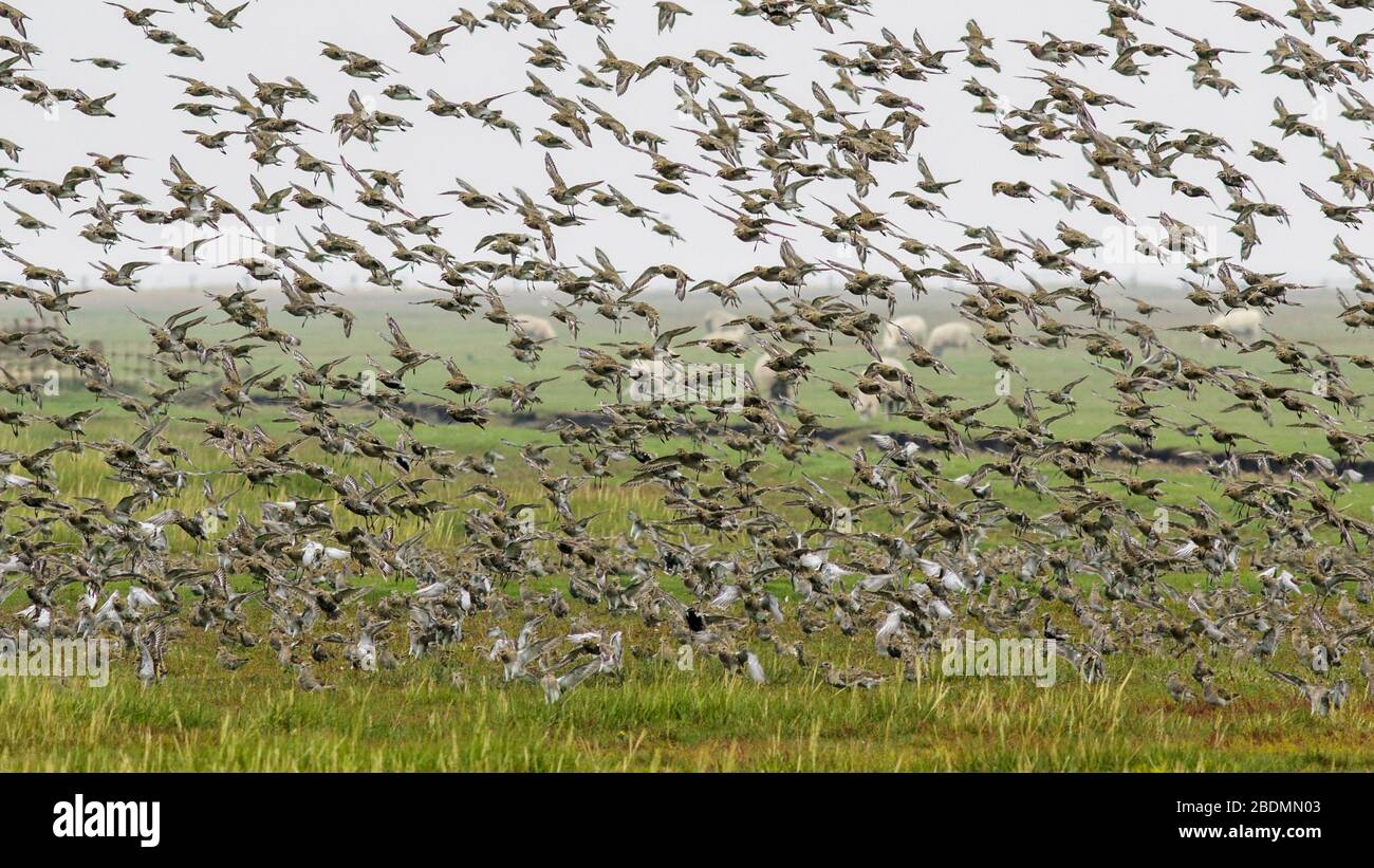 Goldregenpfeifer (Pluvialis apricaria) Foto Stock