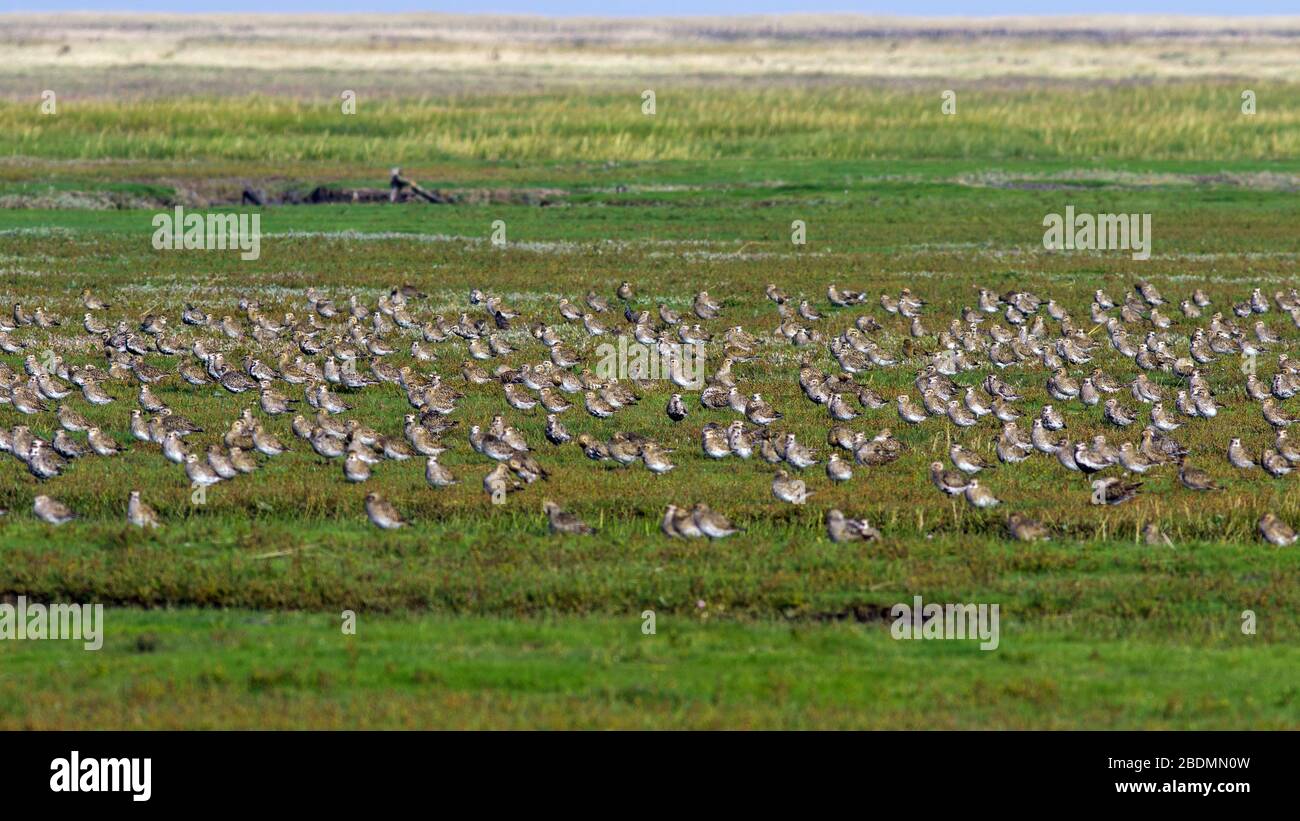 Goldregenpfeifer (Pluvialis apricaria) Foto Stock