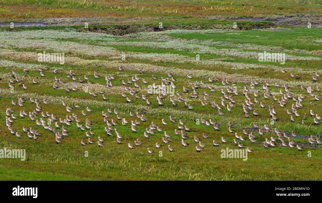 Goldregenpfeifer (Pluvialis apricaria) Foto Stock