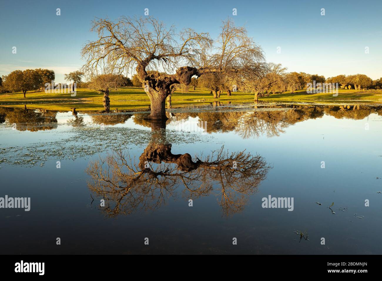 Paesaggio vicino Arroyo de la Luz. Estremadura. Spagna. Foto Stock