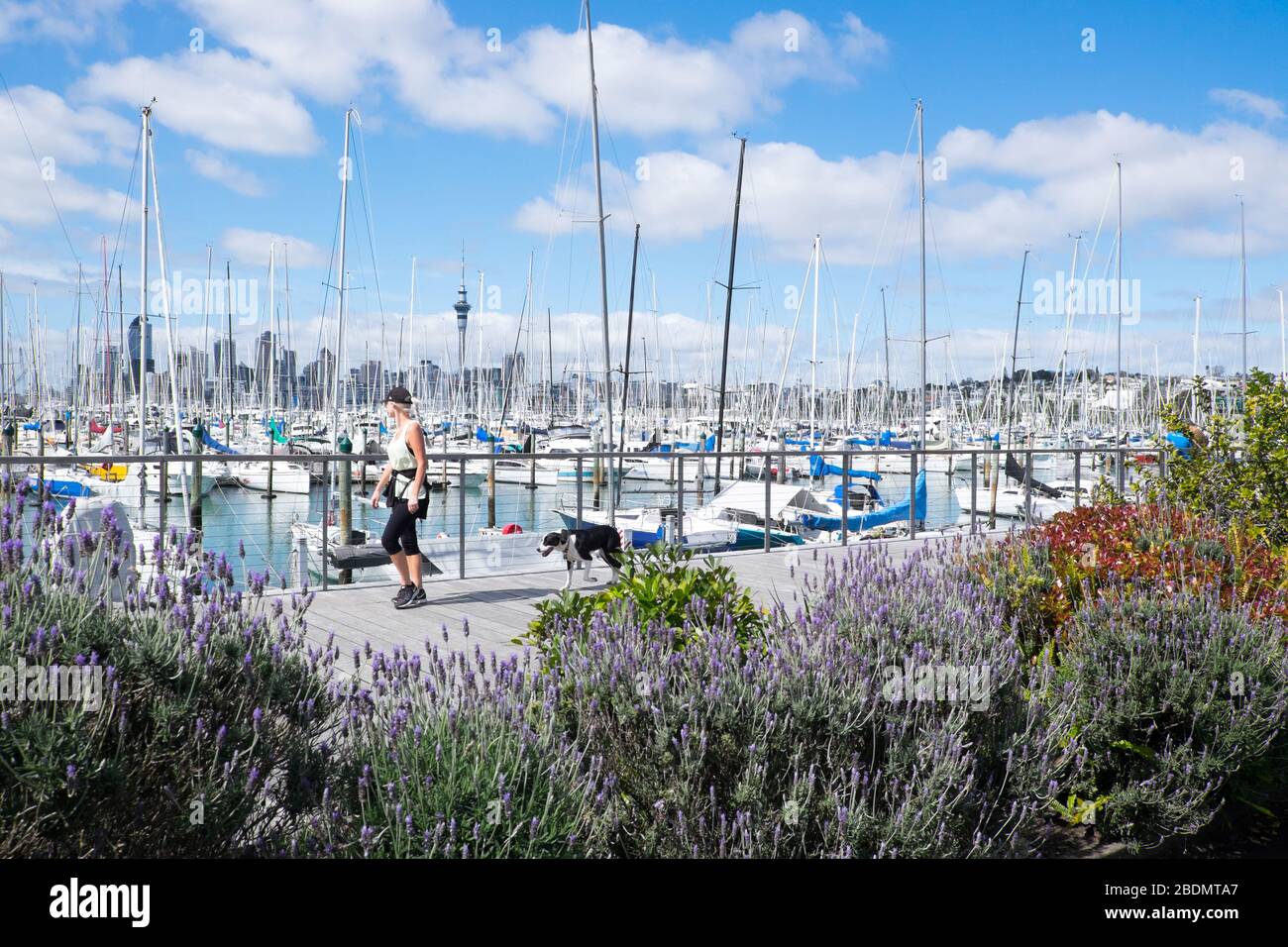 Auckland, Nuova Zelanda, Nuova Zelanda, Nuova Zelanda - 16 settembre 2020: Cane da passeggio donna lungo la passeggiata del porto turistico di Westhaven Foto Stock
