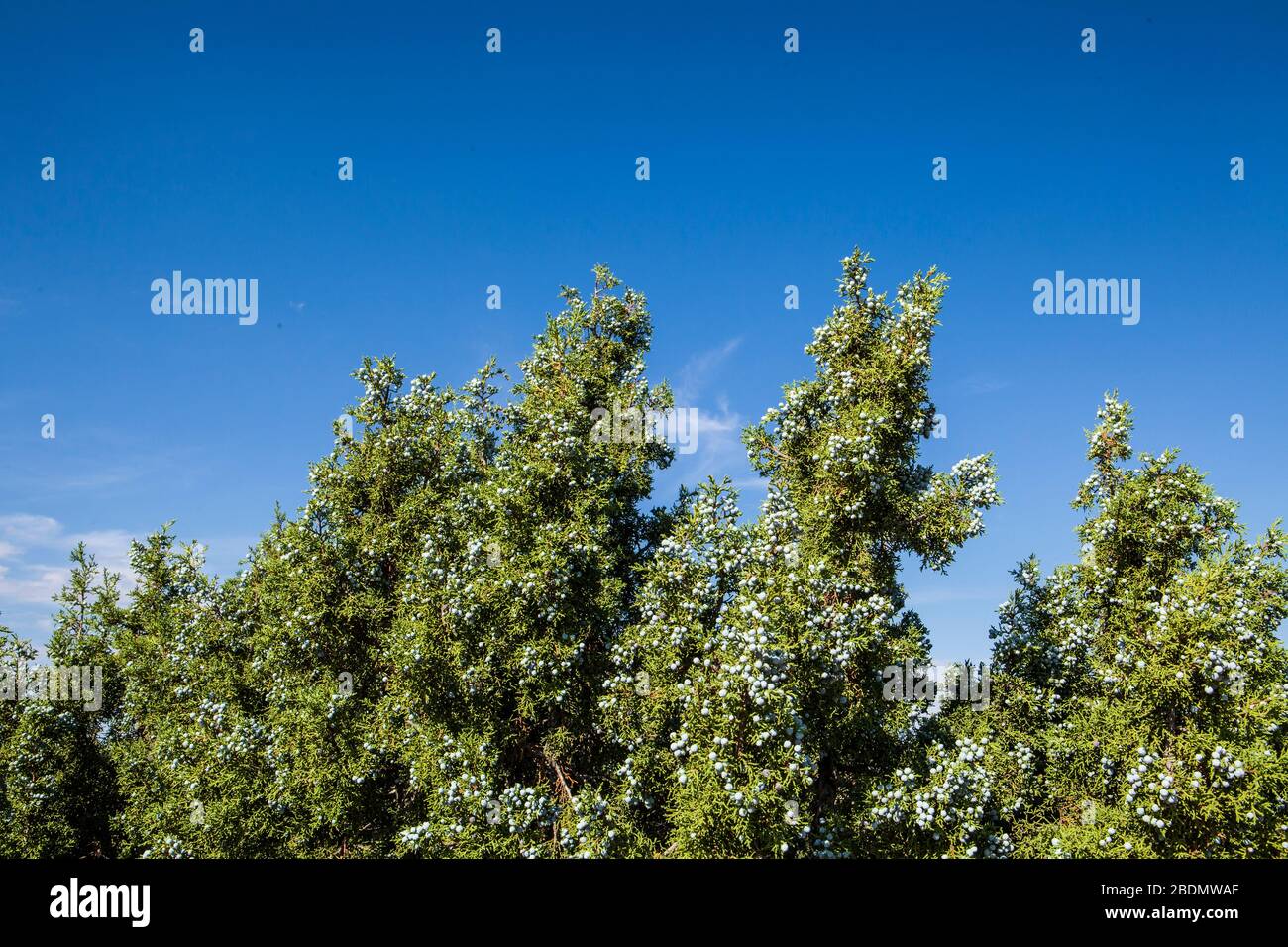 Un primo piano di un albero di ginepro con bacche, Utah, USA. Foto Stock