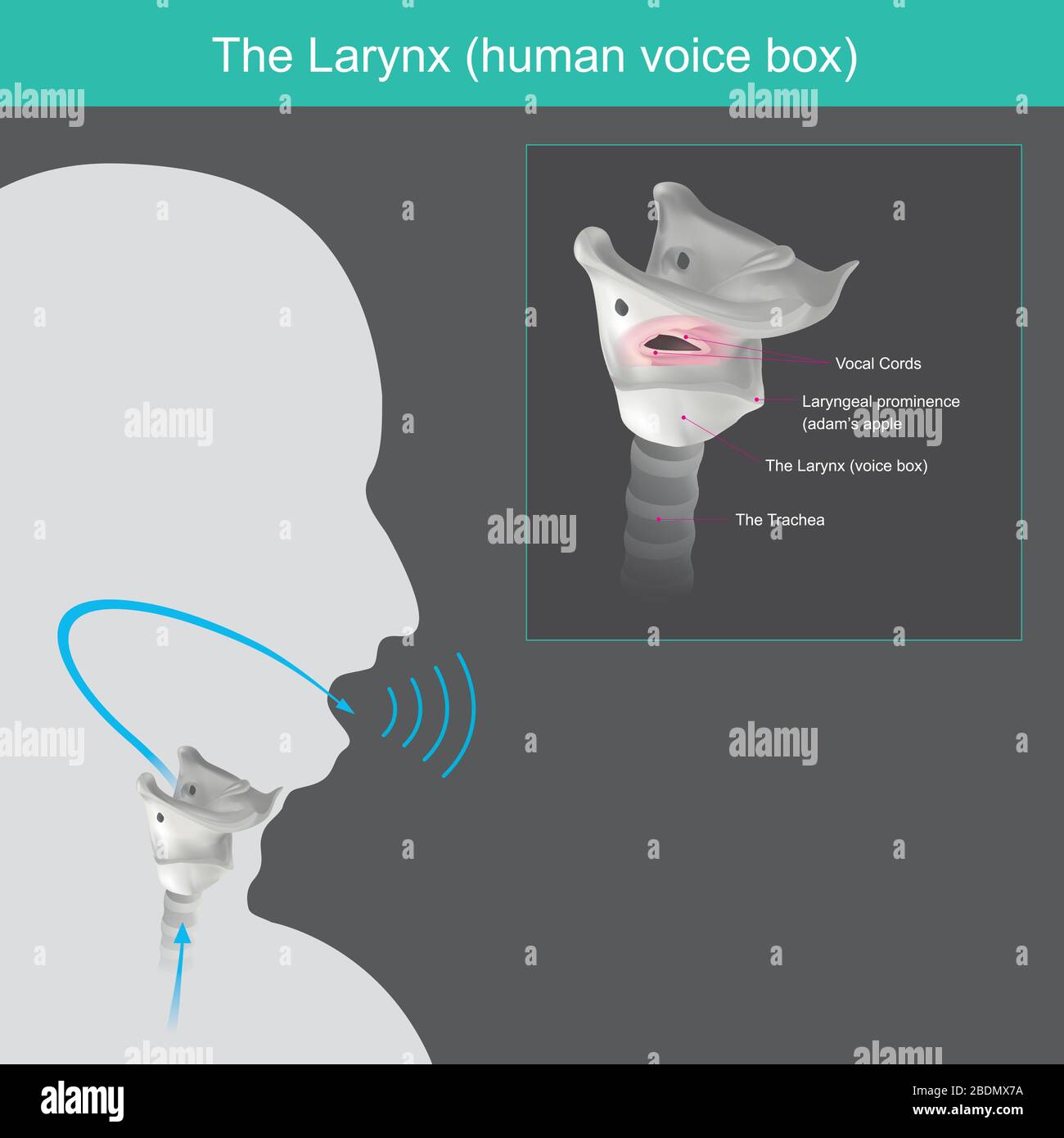 La Larynx. Il meccanismo per generare la voce umana può essere suddiviso in 3 parti dall'aria in polmoni, passato la laringe (casella vocale umana) Illustrazione Vettoriale