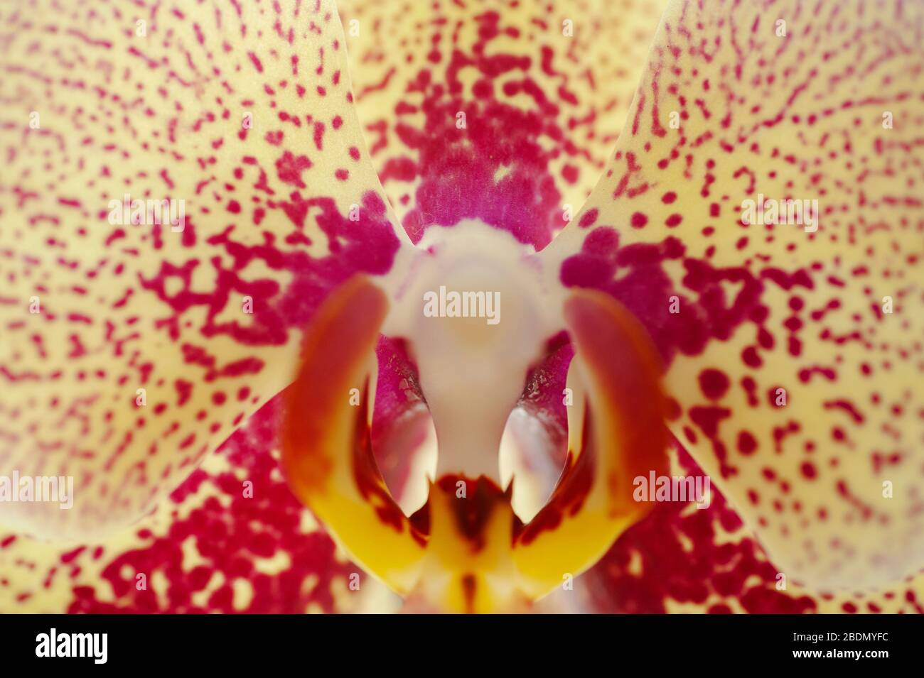 foto d'arte sfondo astratto di fiori di orchidea viola e beige primo piano Foto Stock