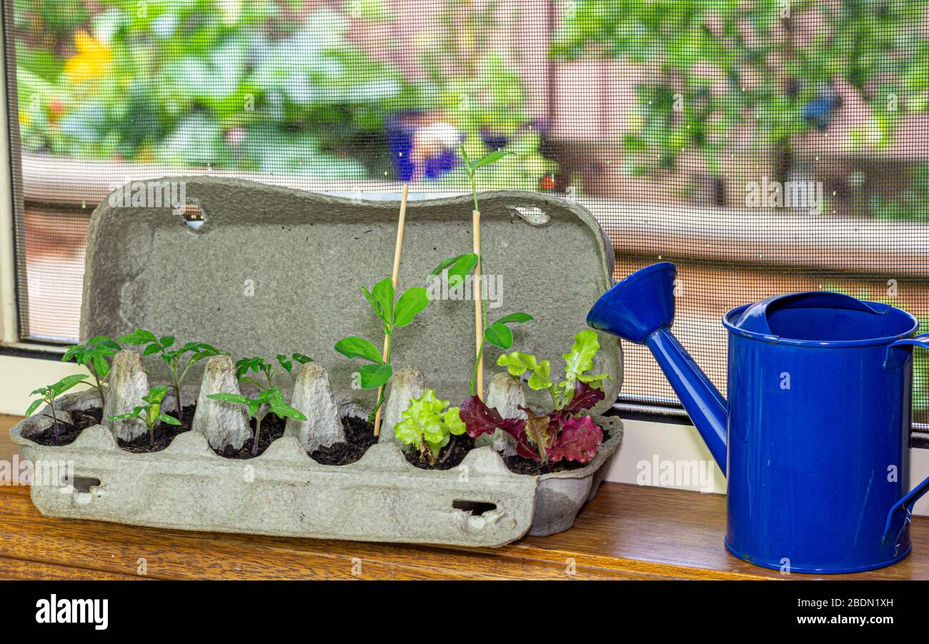 Giovani pianta vegetali che crescono in scatola di uovo riutilizzata fuori su letto di giardino rialzato. Riciclare, riutilizzare per ridurre gli sprechi e far crescere il proprio cibo. Foto Stock