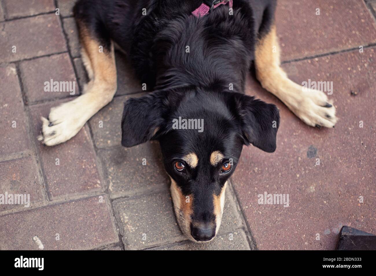 Un cane nero marrone divertente sta posando sul cemento all'aperto Foto Stock