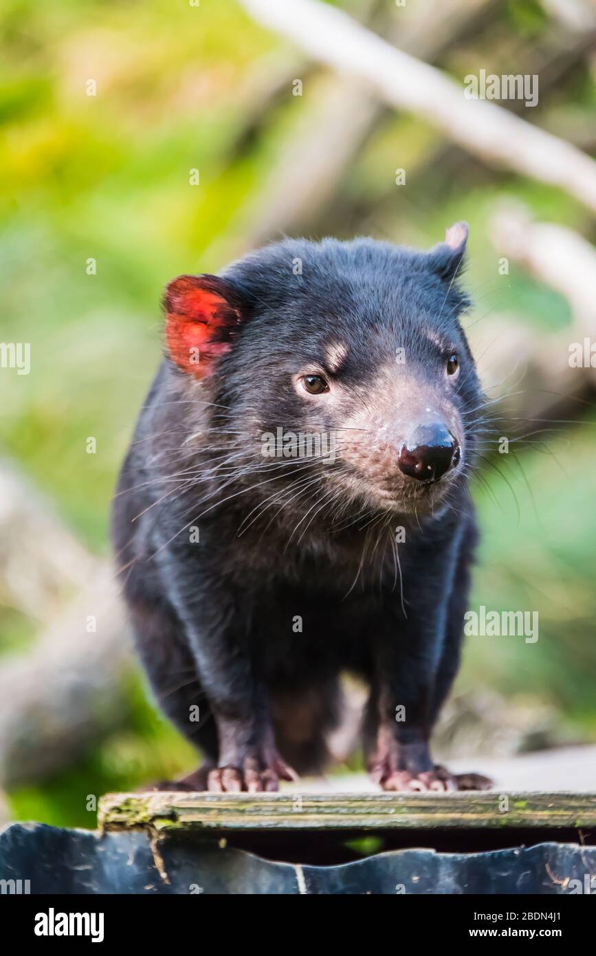 Un solo diavolo tasmano maturo che aspetta con la caccia per il tempo di mangiare in un parco di conservazione della montagna di Cradle. Foto Stock