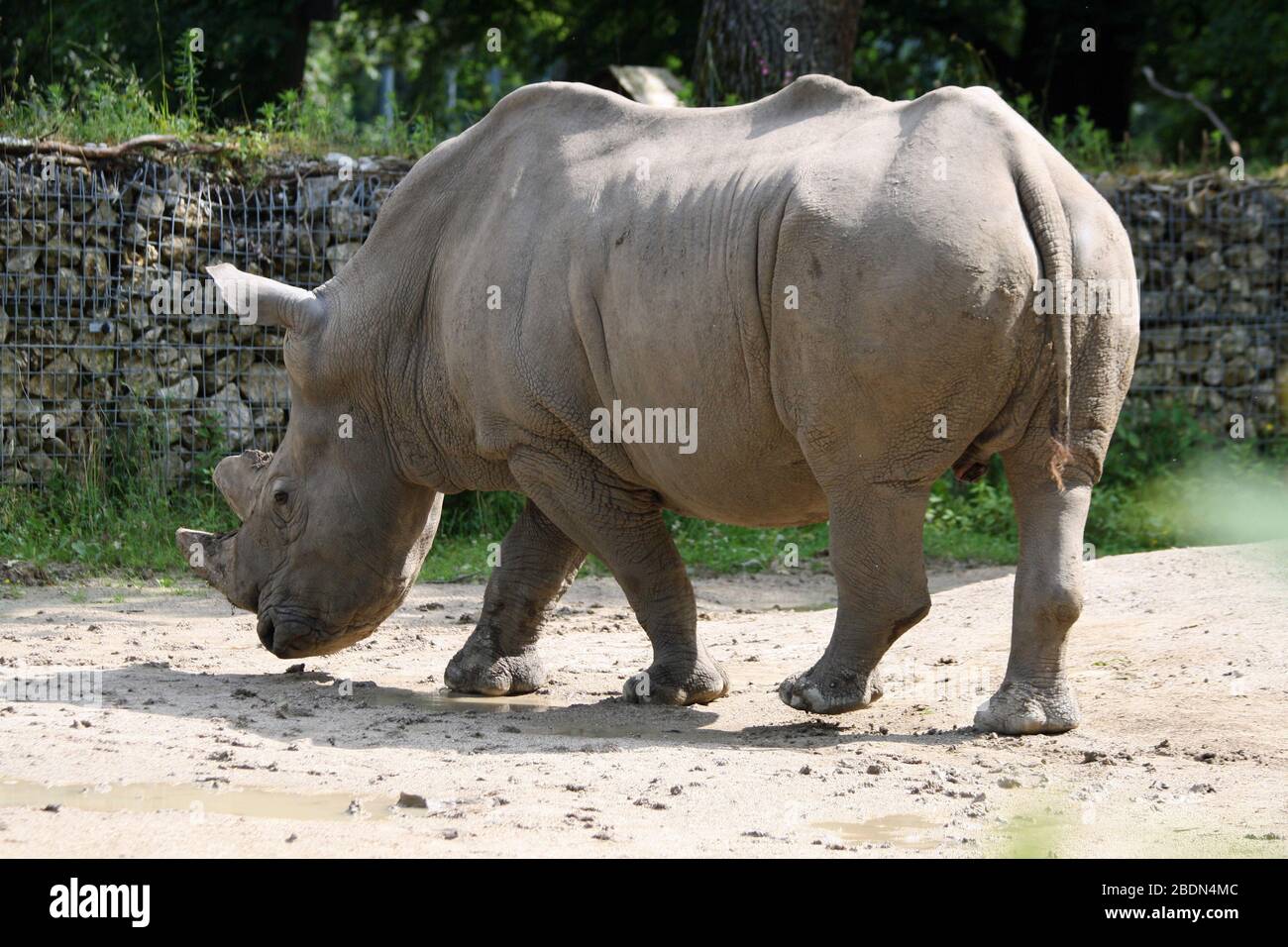 Breitmaulnashorn Foto Stock