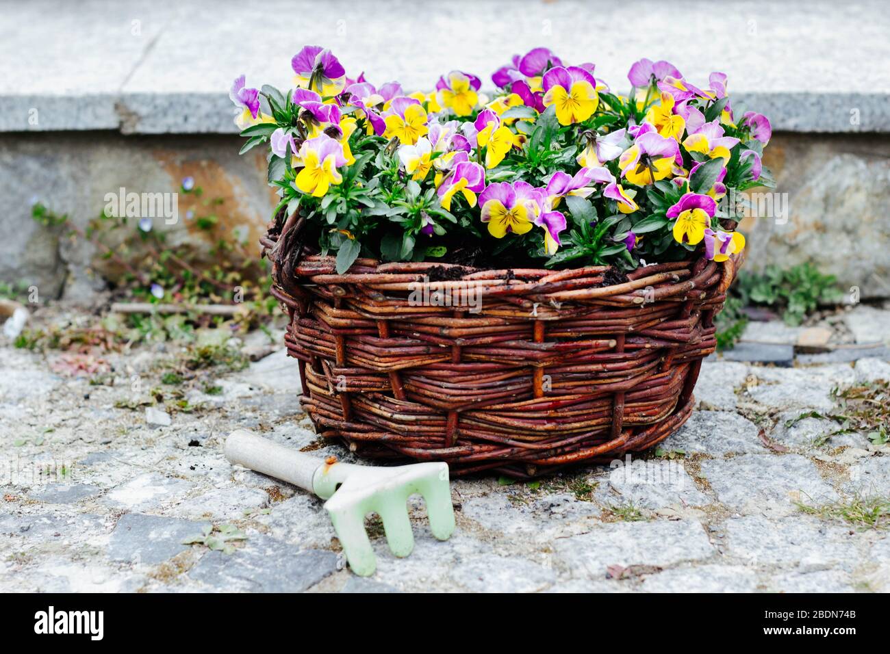 colorati, fiori di primavera in pansies in un cesto di vimini - tempo di giardinaggio Foto Stock