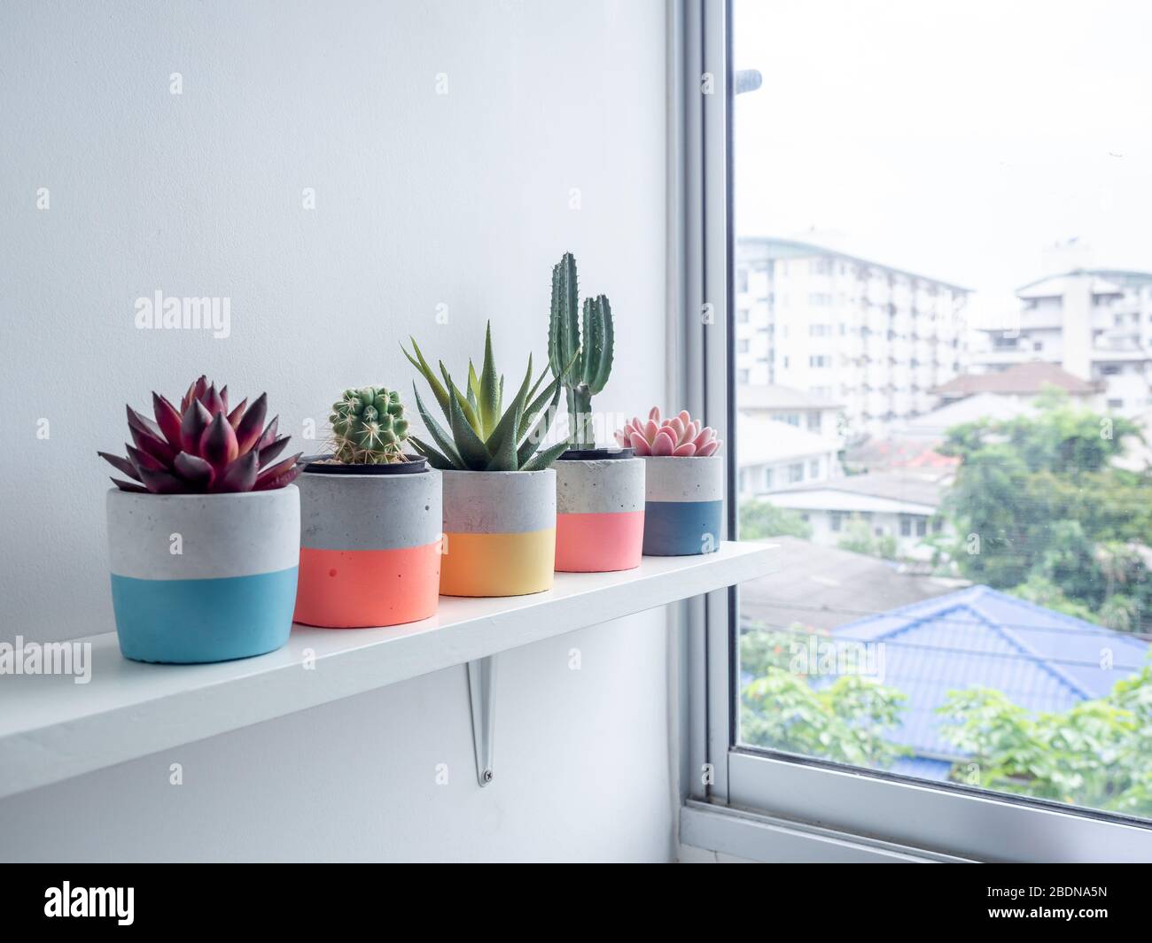 Vaso Cactus. Pentola di calcestruzzo. Piantatrici rotonde colorate in calcestruzzo con cactus e succulente piante su scaffale in legno bianco vicino a vetrata. Foto Stock