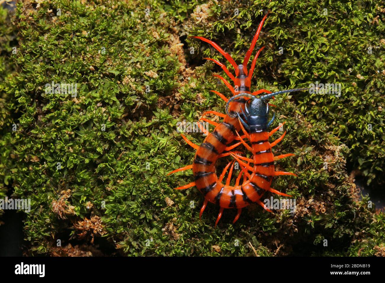 Giovane Centipede di Ciliegio Rosso Foto Stock