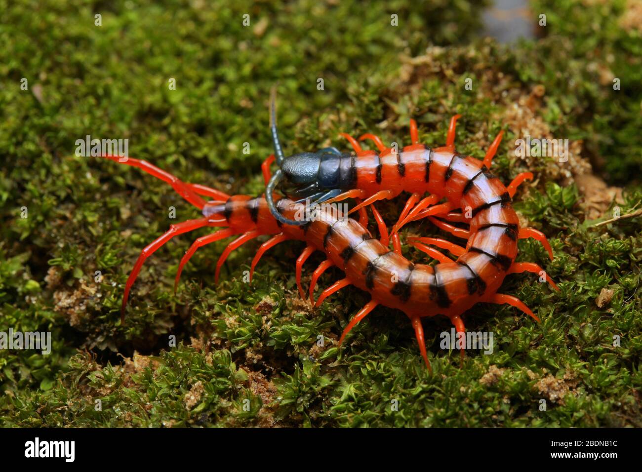 Giovane Centipede di Ciliegio Rosso Foto Stock