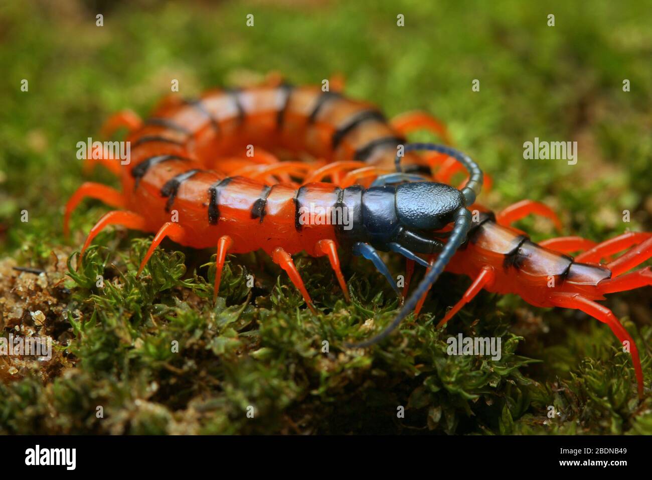 Giovane Centipede di Ciliegio Rosso Foto Stock