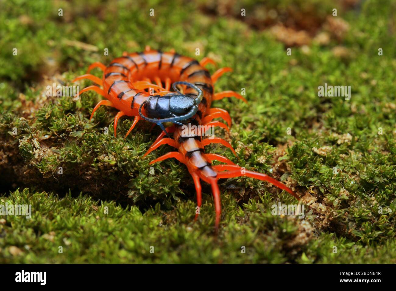 Giovane Centipede di Ciliegio Rosso Foto Stock