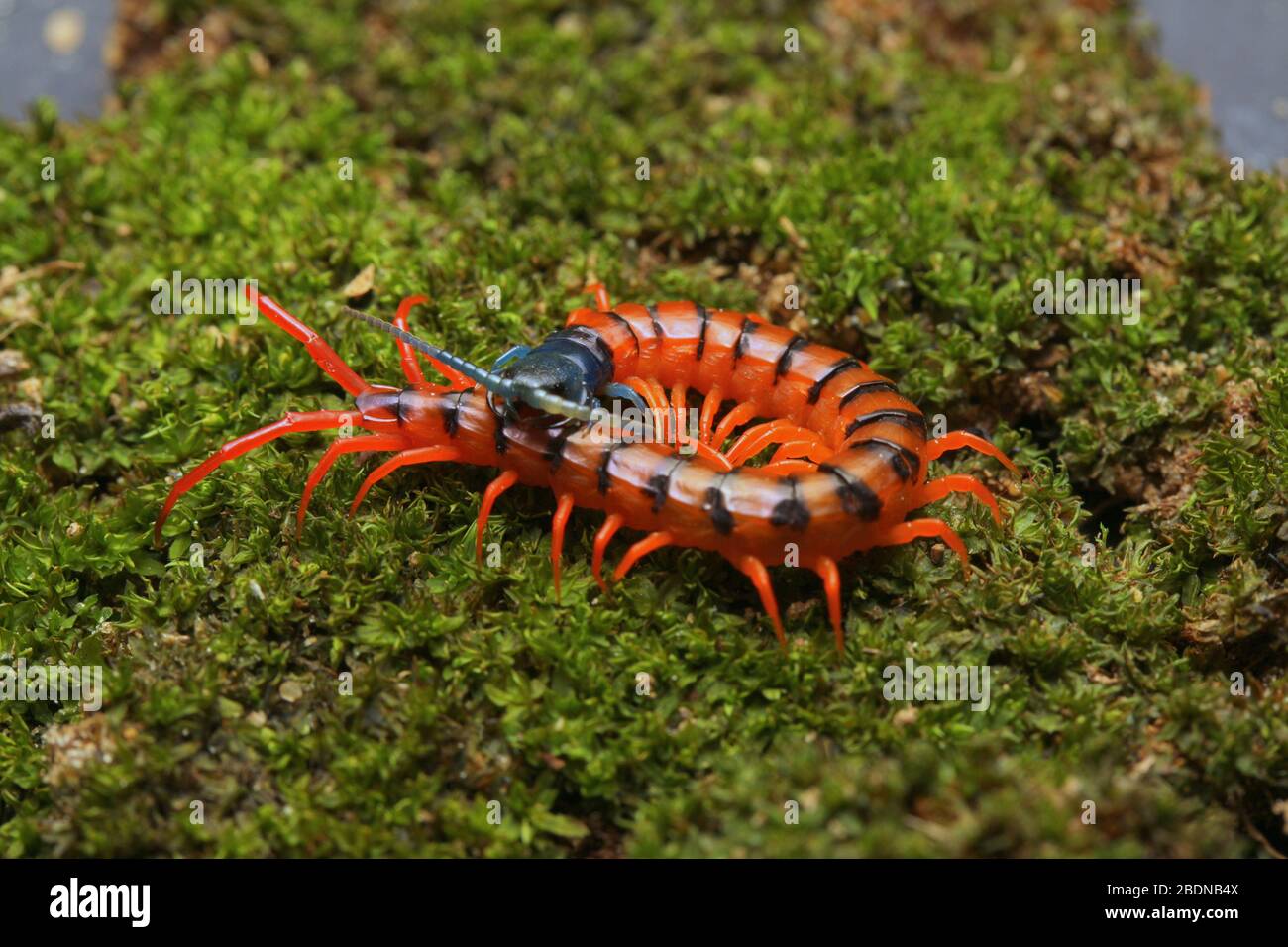 Giovane Centipede di Ciliegio Rosso Foto Stock