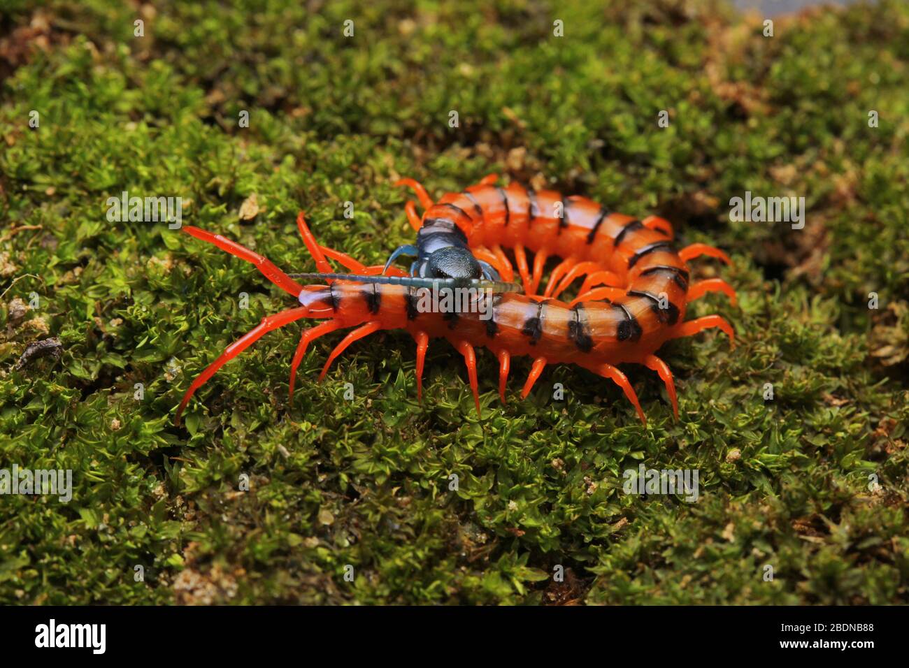 Giovane Centipede di Ciliegio Rosso Foto Stock