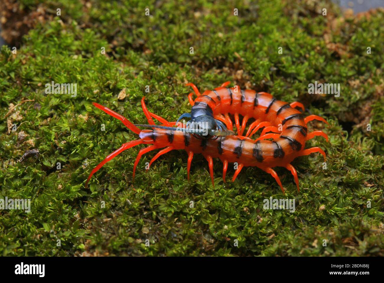 Giovane Centipede di Ciliegio Rosso Foto Stock