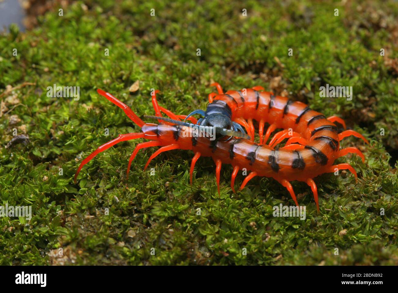 Giovane Centipede di Ciliegio Rosso Foto Stock
