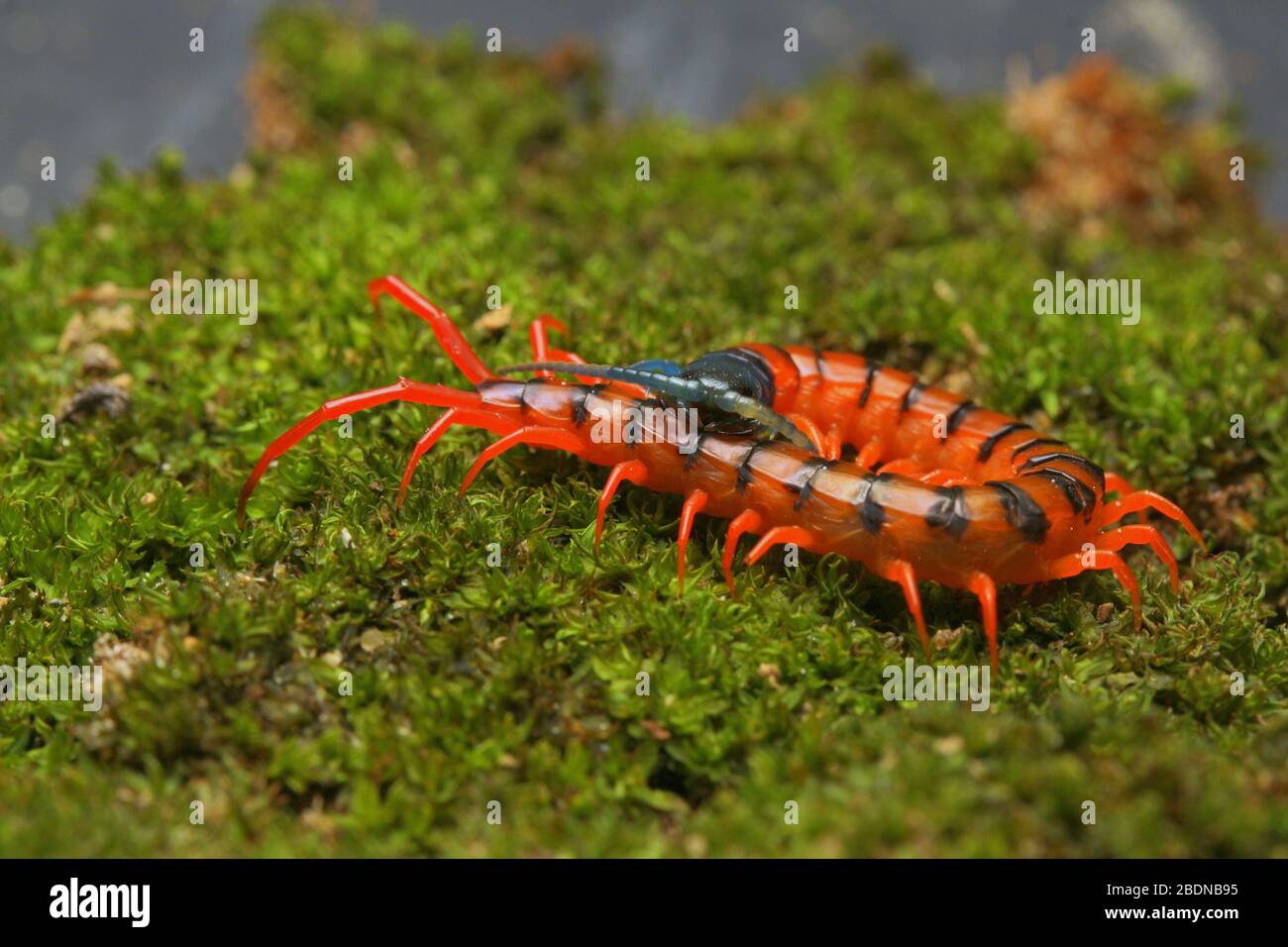 Giovane Centipede di Ciliegio Rosso Foto Stock