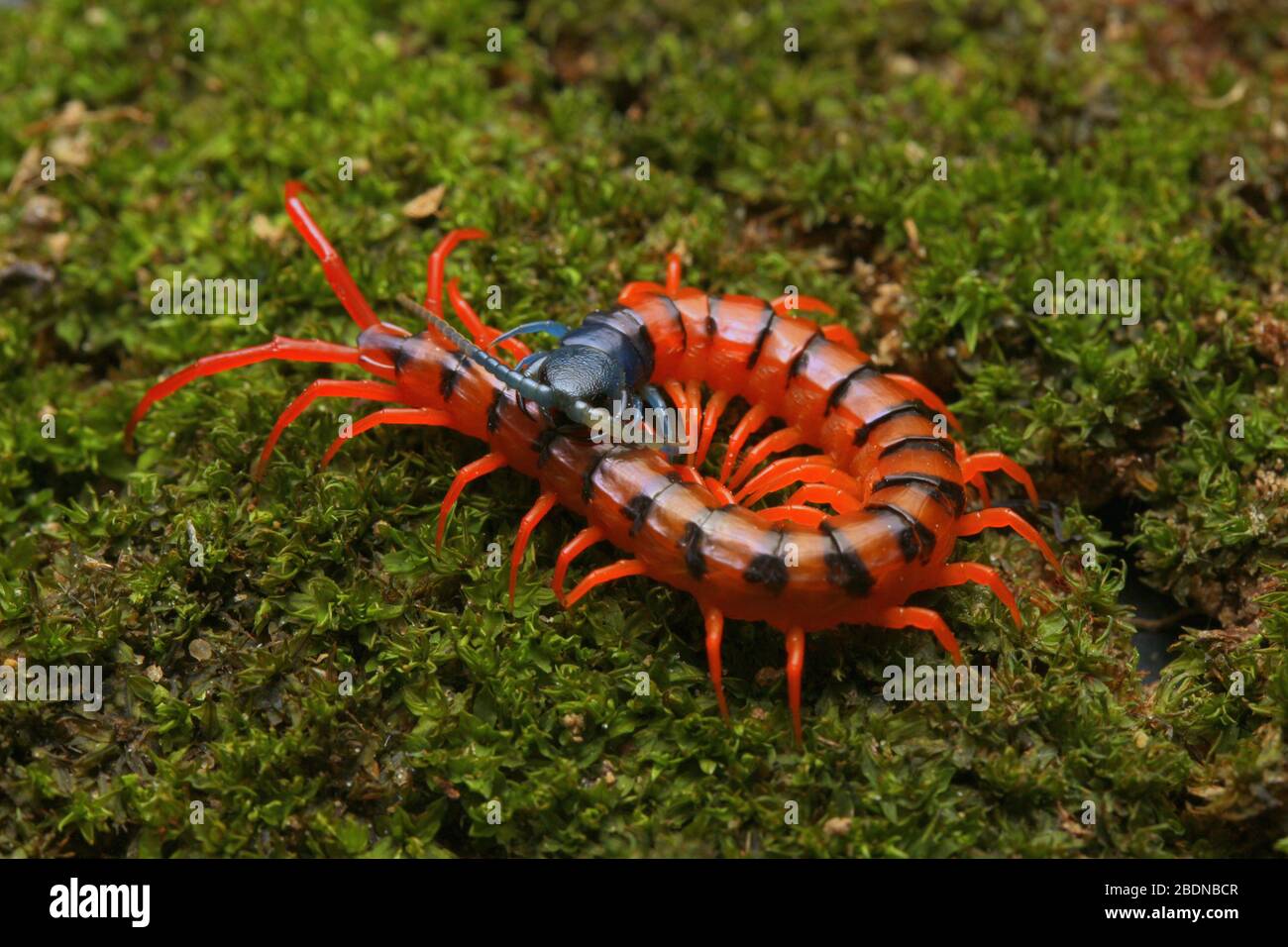 Giovane Centipede di Ciliegio Rosso Foto Stock