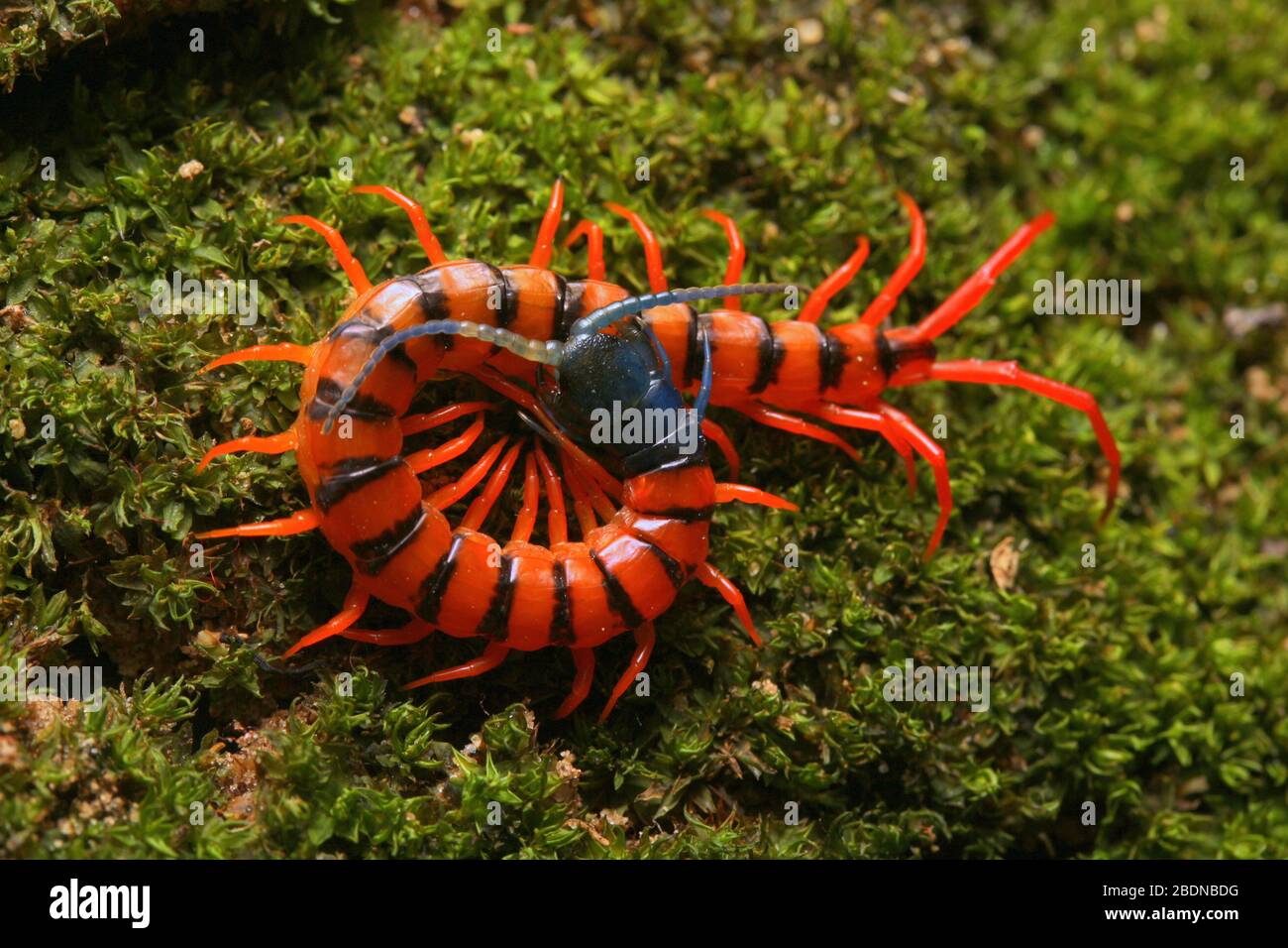 Giovane Centipede di Ciliegio Rosso Foto Stock