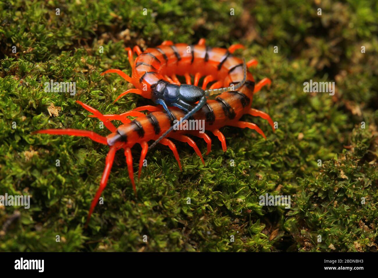 Giovane Centipede di Ciliegio Rosso Foto Stock