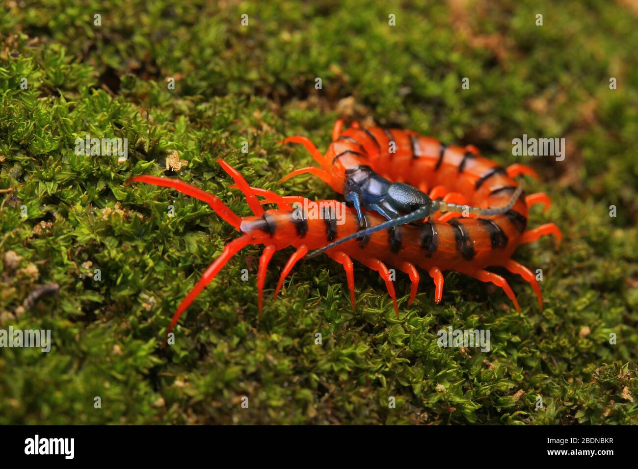 Giovane Centipede di Ciliegio Rosso Foto Stock