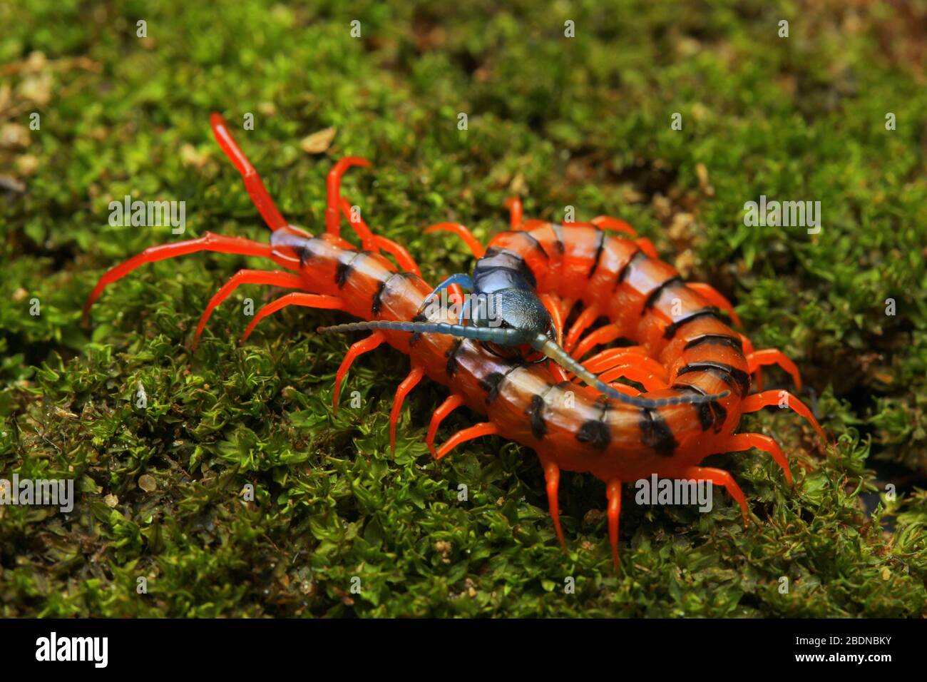 Giovane Centipede di Ciliegio Rosso Foto Stock