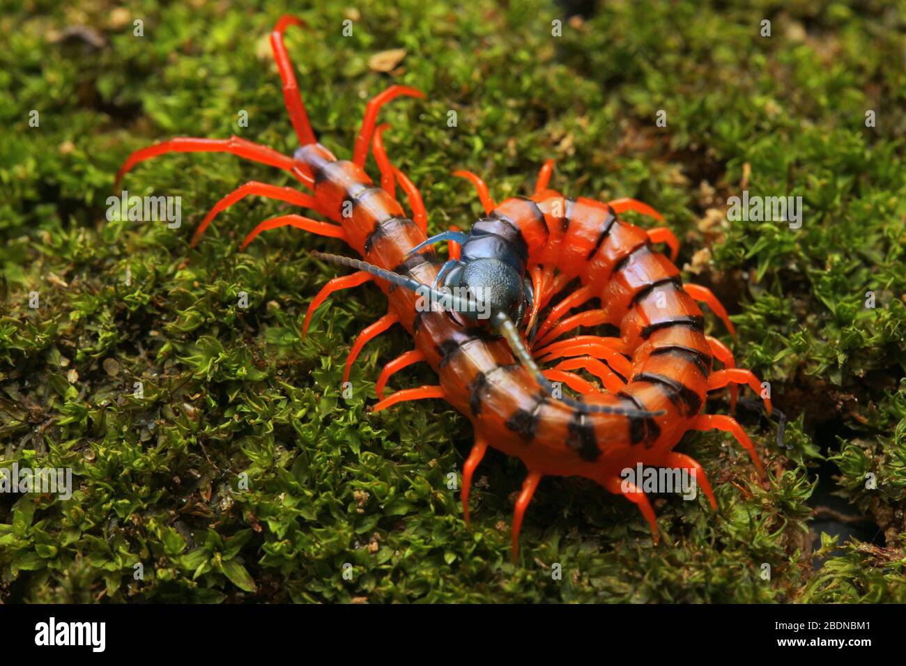 Giovane Centipede di Ciliegio Rosso Foto Stock