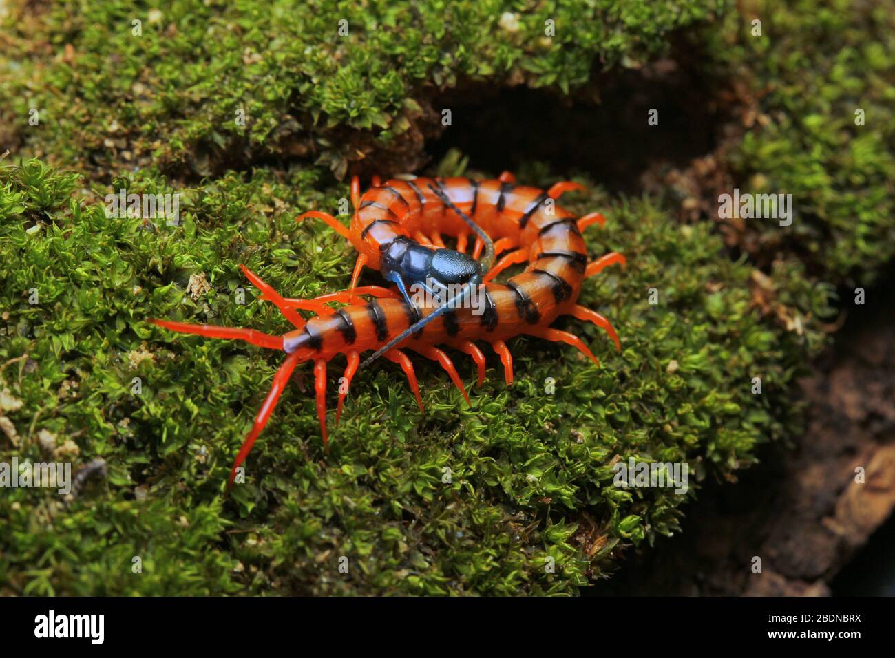 Giovane Centipede di Ciliegio Rosso Foto Stock