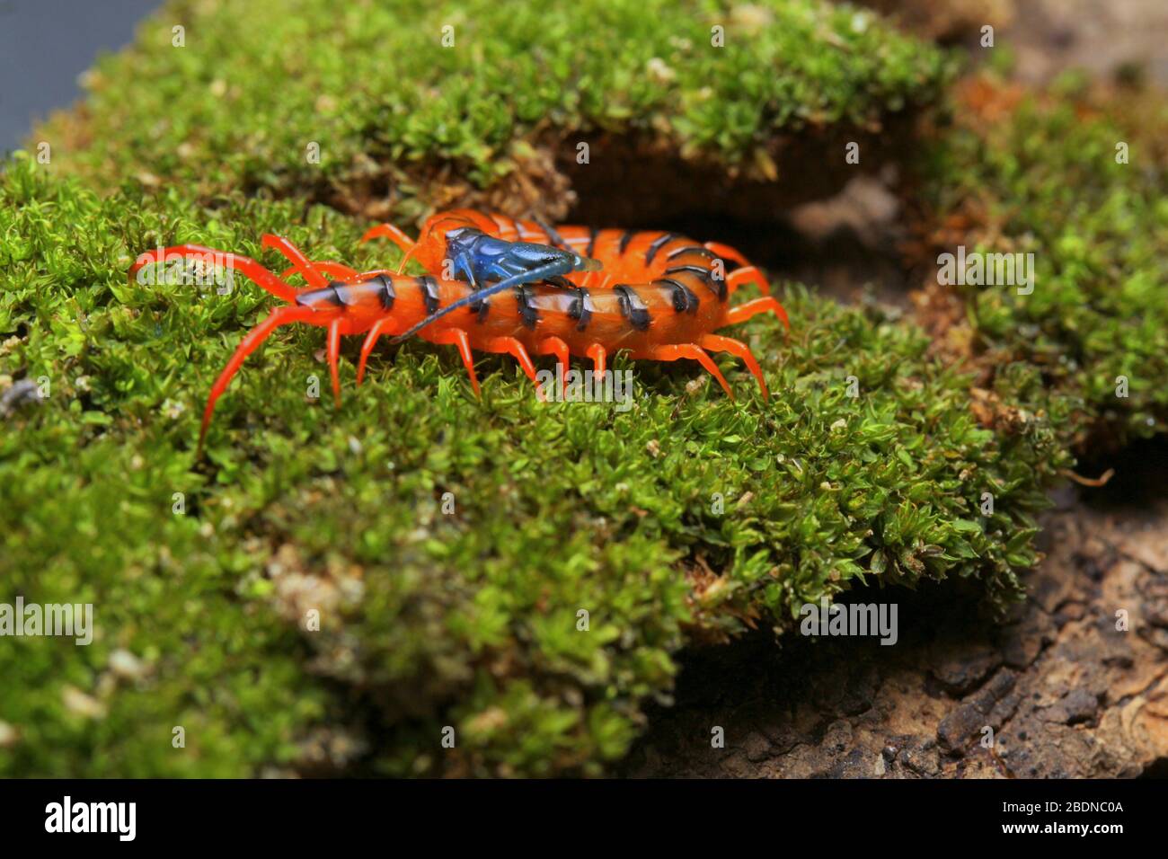 Giovane Centipede di Ciliegio Rosso Foto Stock