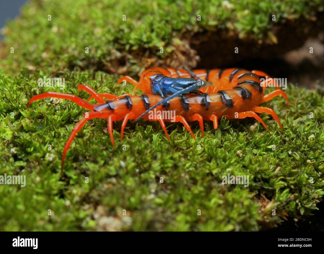 Giovane Centipede di Ciliegio Rosso Foto Stock