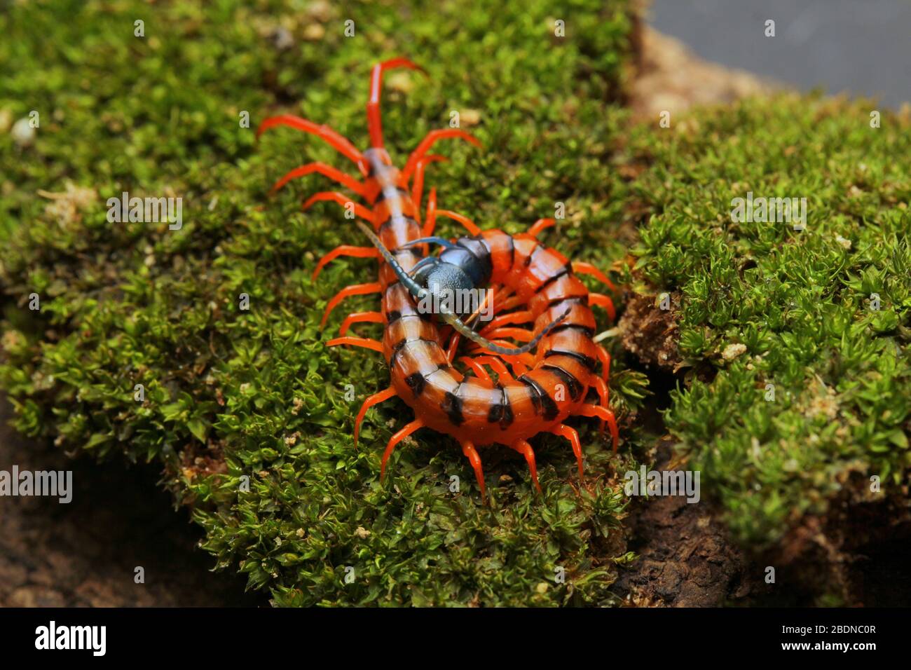 Giovane Centipede di Ciliegio Rosso Foto Stock